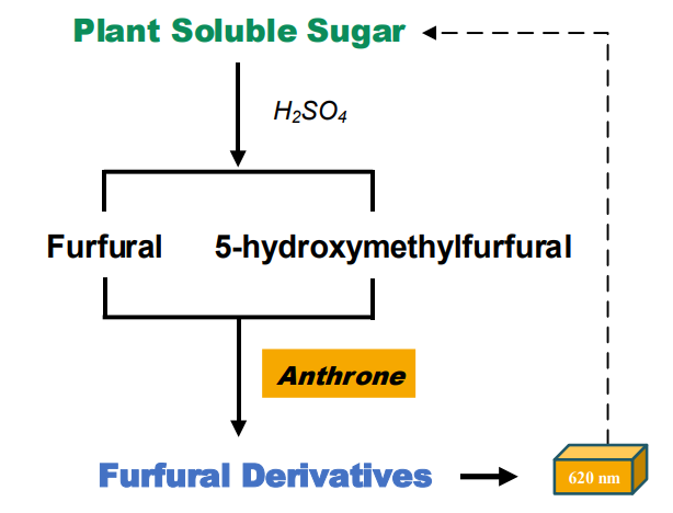 植物可溶性糖含量检测试剂盒