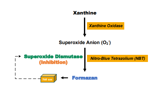 超氧化物歧化酶（SOD）活性检测试剂盒说明书配图2