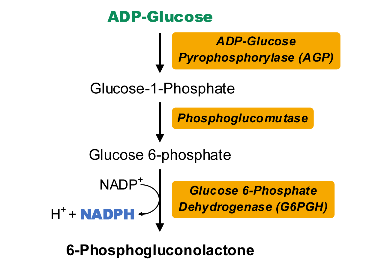 ADPG焦磷酸化酶活性检测试剂盒原理图