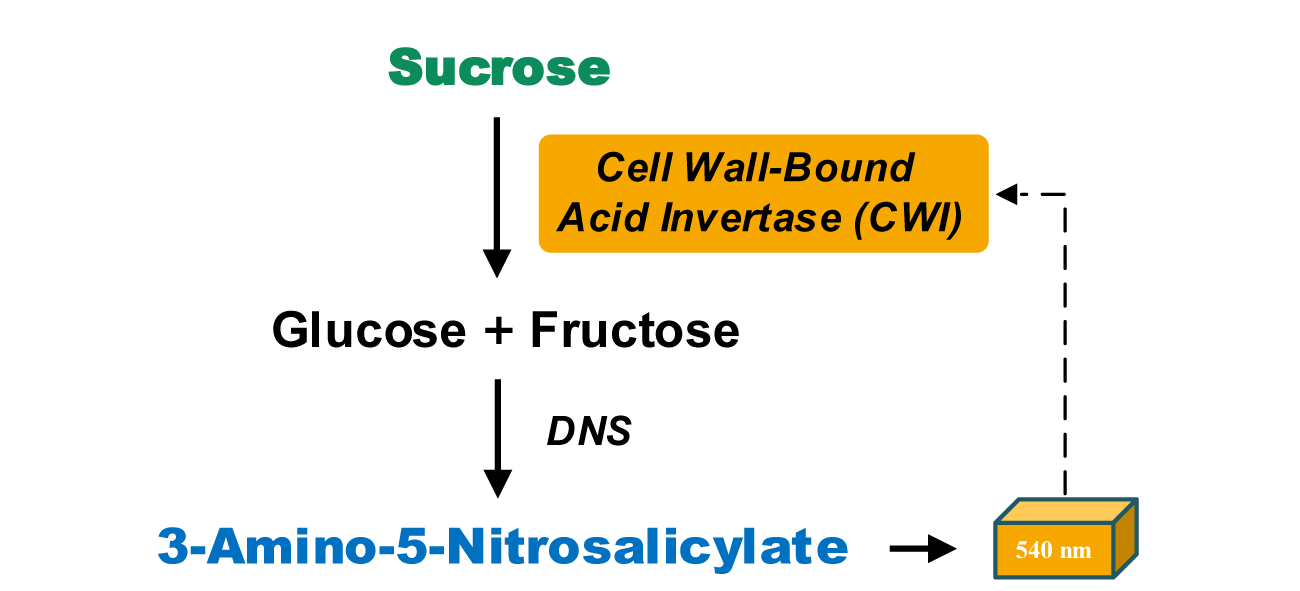 细胞壁结合酸性转化酶活性检测试剂盒图2